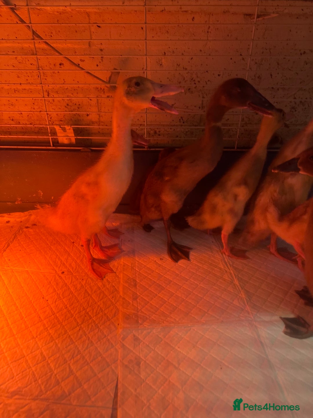 Ducks poultry for sale: 7 runner ducklings ducks Indian runner  - Image 5