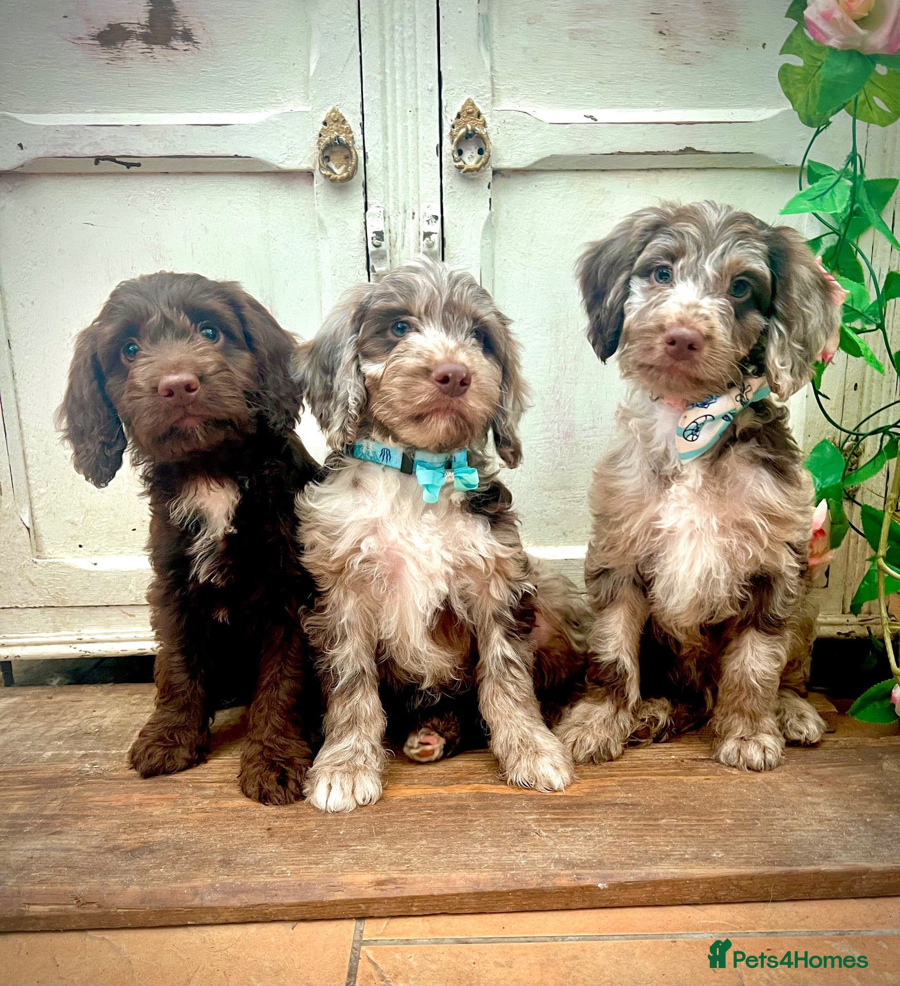 Sproodle dogs Merle and Chocolate Mini Sproodles  - Advert 1