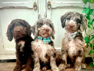Sproodle dogs Merle and Chocolate F1 Sproodles - Advert 1