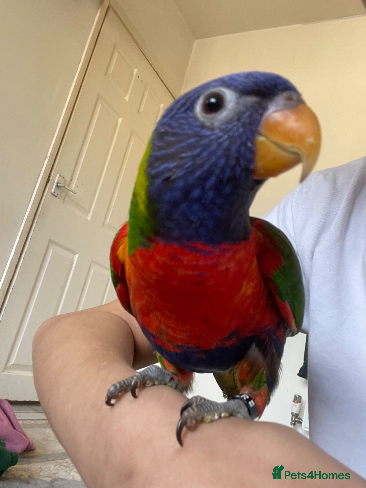 Lorikeets birds Lorikeet male full tame with cage - Advert 4