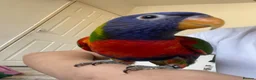 Lorikeets birds for sale: Lorikeet male full tame with cage - Advert 5