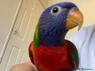 Lorikeets birds Lorikeet male full tame with cage - Advert 4