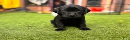 Labrador Retriever dogs for sale: 🐾 Kc reg labrador puppies 🐾  in Beccles - Advert 7