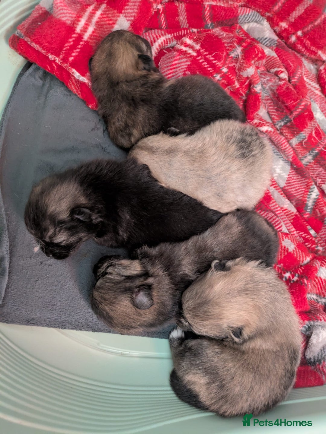 Pomeranian dogs for sale: Stunning fluffy balls  - Advert 12