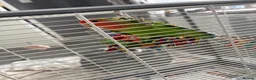Lovebirds birds for sale: X2 Lovebirds for Sale Paired  - Advert 1