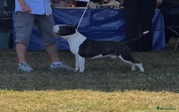 English Bull Terrier dogs for stud: Very strong pedigree , stud dog available now  - Image 1