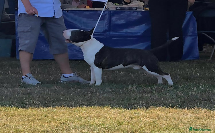 English Bull Terrier dogs - Advert 1