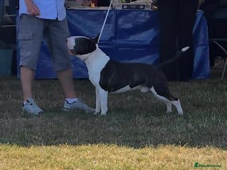 English Bull Terrier dogs TOP PEDIGREE IN UK, CRUFTS QUALIFIER, CHAMP FAMILY - Advert 2