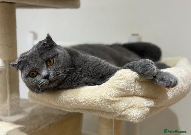 Scottish Fold cats Beautiful blue scottish fold 😍 - Advert 3