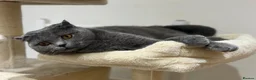 Scottish Fold cats for sale: Beautiful blue scottish fold 😍 - Advert 1