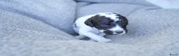 Sproodle dogs for sale: 7 Beautiful Sproodle Puppies - Advert 20