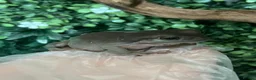 Frog reptiles for sale: Whites Tree Frogs - 4 Frogs Full Set Up - Advert 4