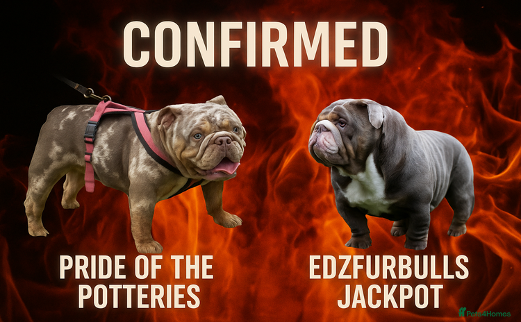 English Bulldog dogs - Advert 1