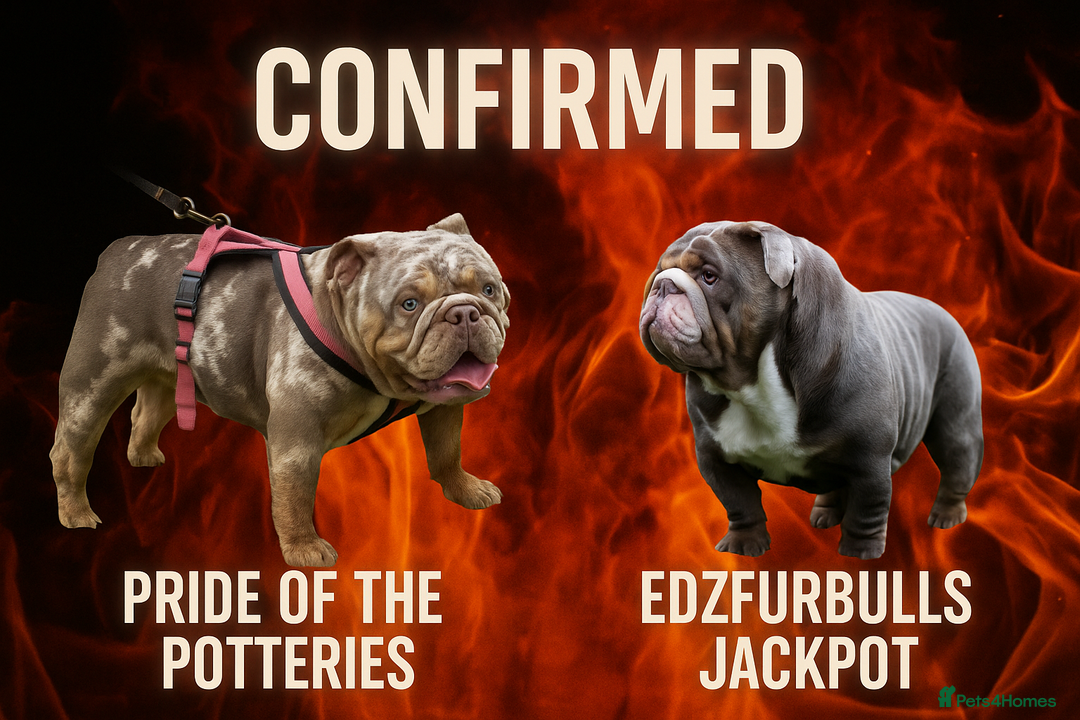 English Bulldog dogs for sale: Beautiful English bulldog puppies ***10/10DNA - Image 1