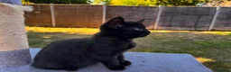 Mixed Breed cats for sale: Adorable Kittens  - Advert 14