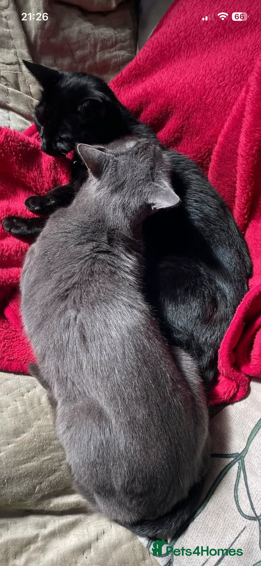 Mixed Breed cats for sale: 2 cat brothers, one grey, one black - Advert 2