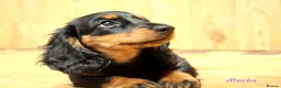 Miniature Dachshund dogs for sale: 🌟Dapple & Black Tan PRA Clear KC reg – June 26🌟 - Advert 1