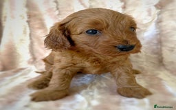 Cockapoo dogs for sale: Apricot & Fox Red F1B Cockapoo Puppies - Image 8