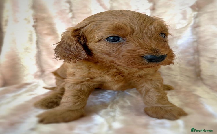 Cockapoo dogs - Advert 1