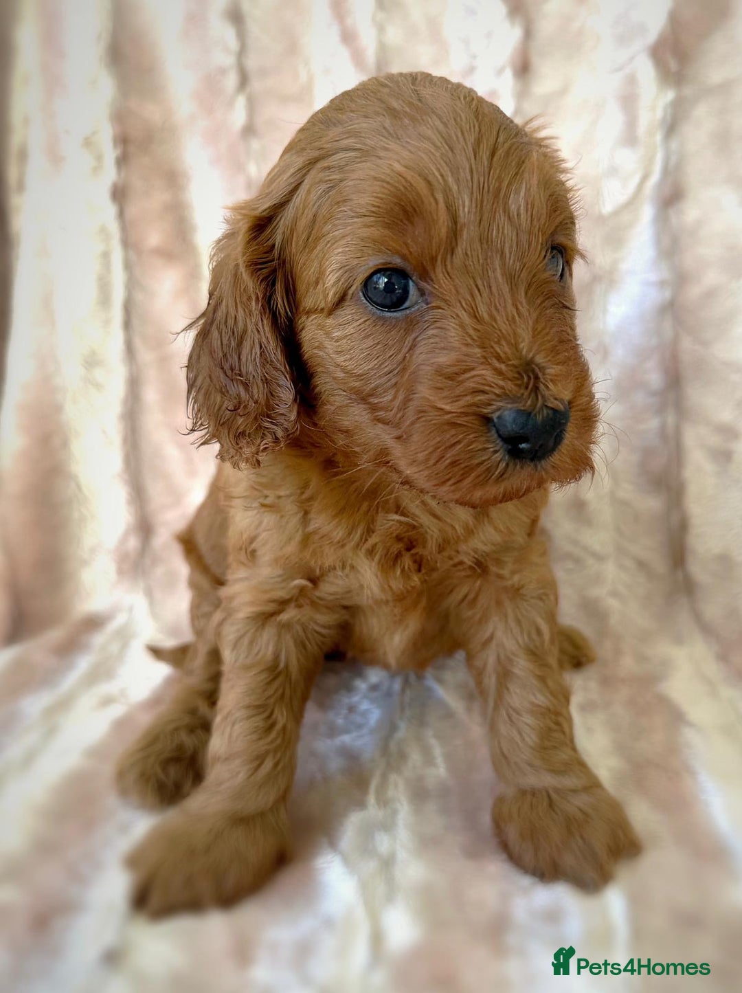 Cockapoo dogs for sale: Apricot & Fox Red F1B Cockapoo Puppies - Image 8