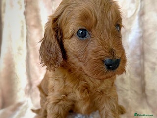 Cockapoo dogs - Advert 9