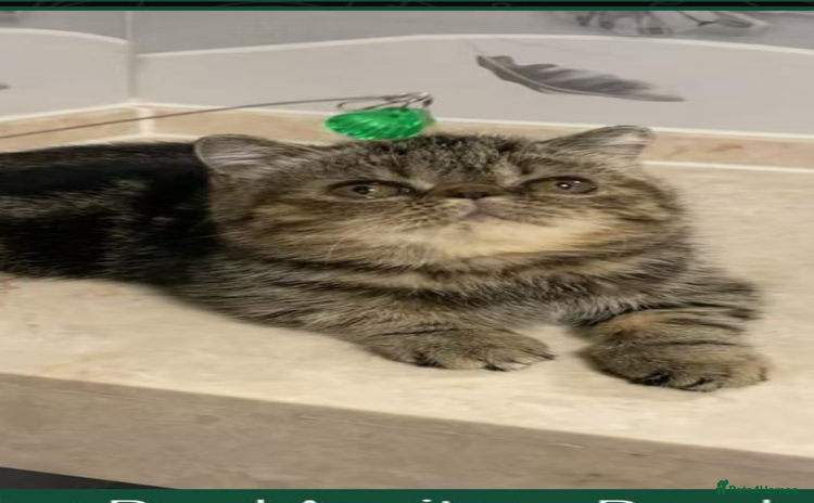 Exotic cats Exotic shorthair - Advert 1