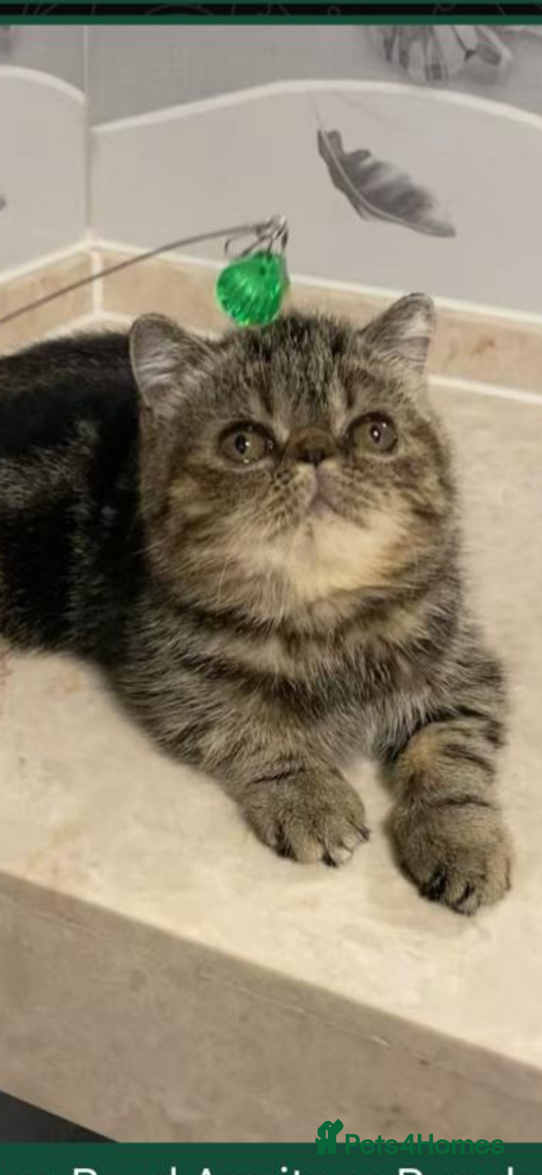 Exotic cats for sale: Exotic shorthair - Advert 1