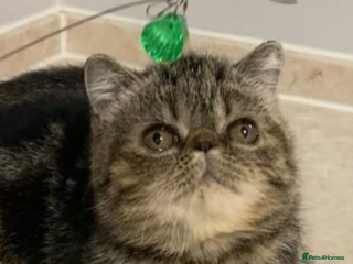 Exotic cats Exotic shorthair - Advert 10