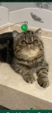 Exotic cats Exotic shorthair - Advert 1