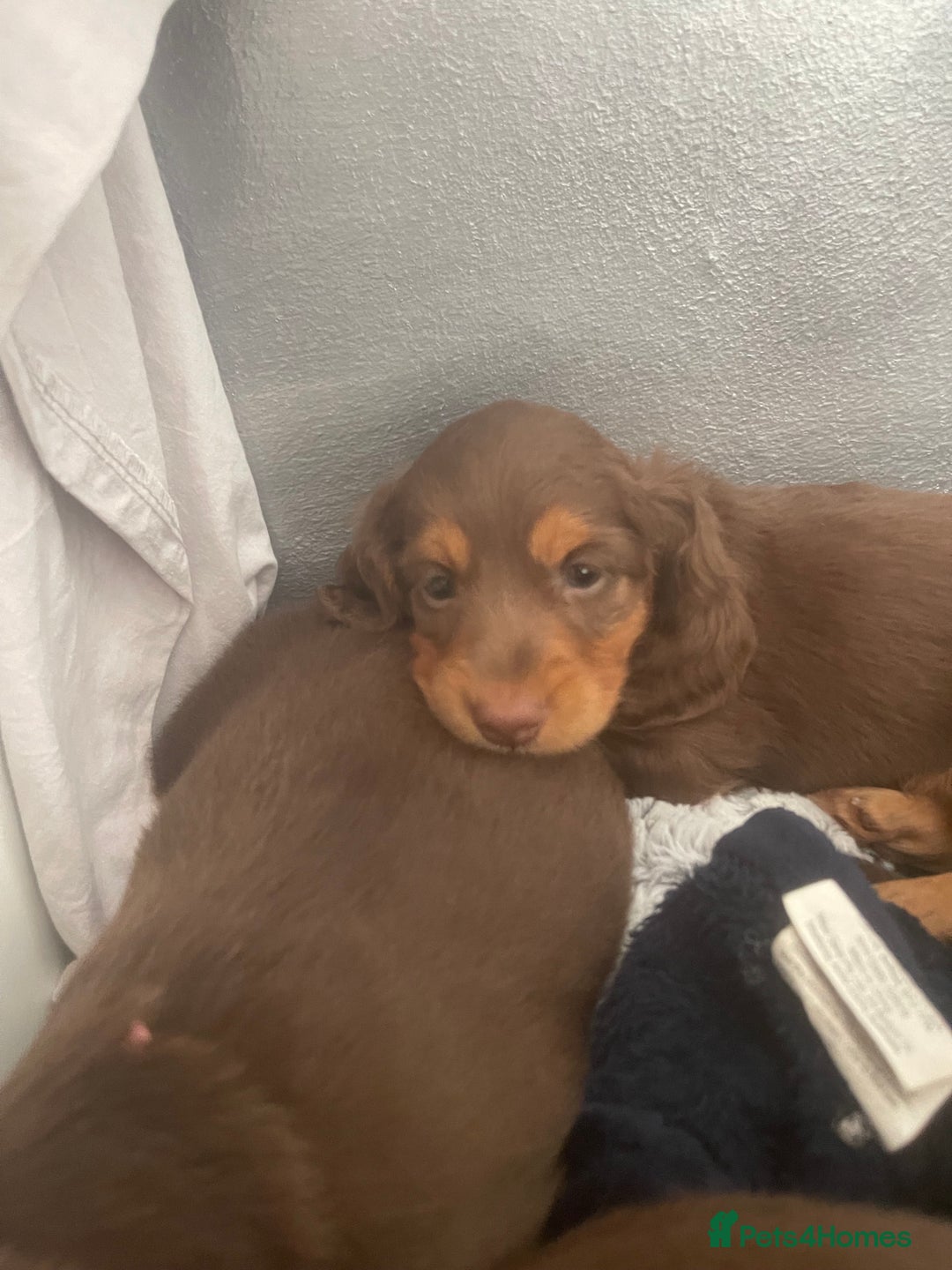 Miniature Dachshund dogs for sale: PRICE REDUCED Cute long hair chocolate dachshunds  - Advert 22