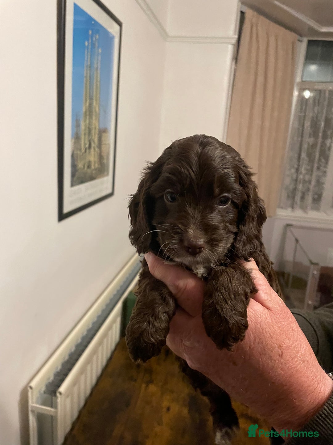 Cockapoo dogs for sale: Cockapoo puppies - Image 15