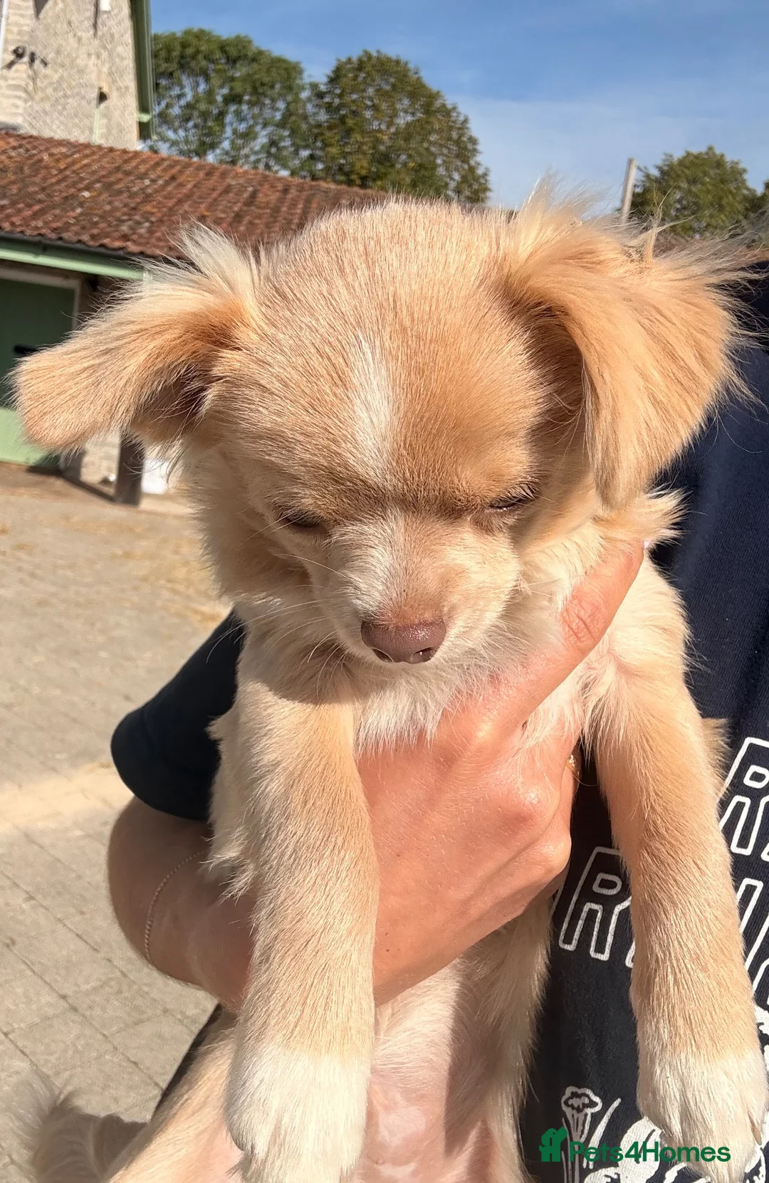 Chihuahua dogs for sale: KC champagne dilute boy - Advert 1