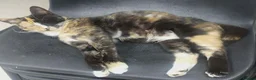 Mixed Breed cats for adoption: KAITLYN - Advert 3