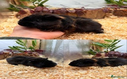 Guinea Pig rodents for sale: ✨Lots of Baby boy Guinea Pigs ✨🐹🩵 - Image 11