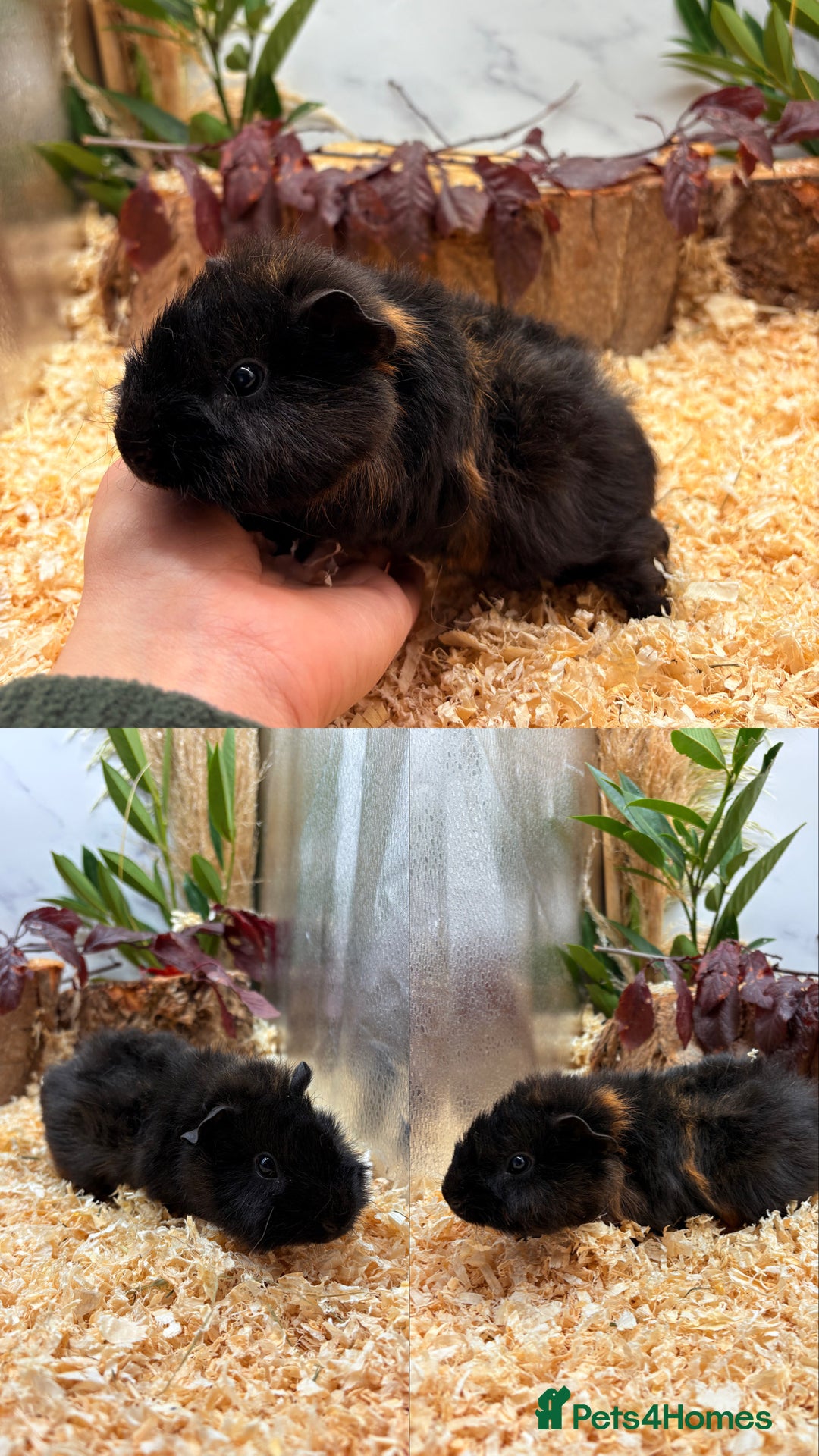 Guinea Pig rodents for sale: ✨Lots of Baby boy Guinea Pigs ✨🐹🩵 - Image 11