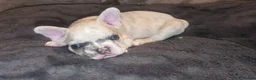 French Bulldog dogs for sale: Steven Clayton - Advert 9