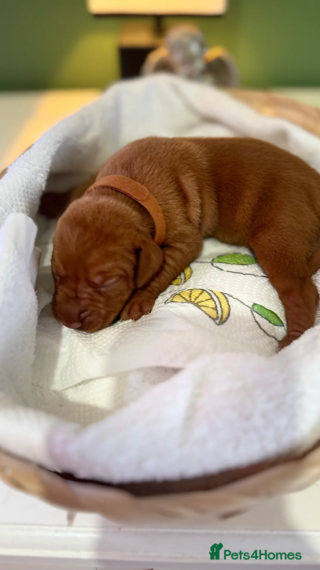 Hungarian Vizsla dogs for sale: Hungarian Vizslas from Licenced Breeder - Advert 6