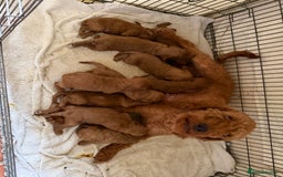 Labradoodle dogs for sale: Adorable Miniature Labradoodle F1bb Puppies🤩 - Image 3