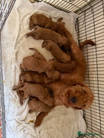 Labradoodle dogs - Advert 3