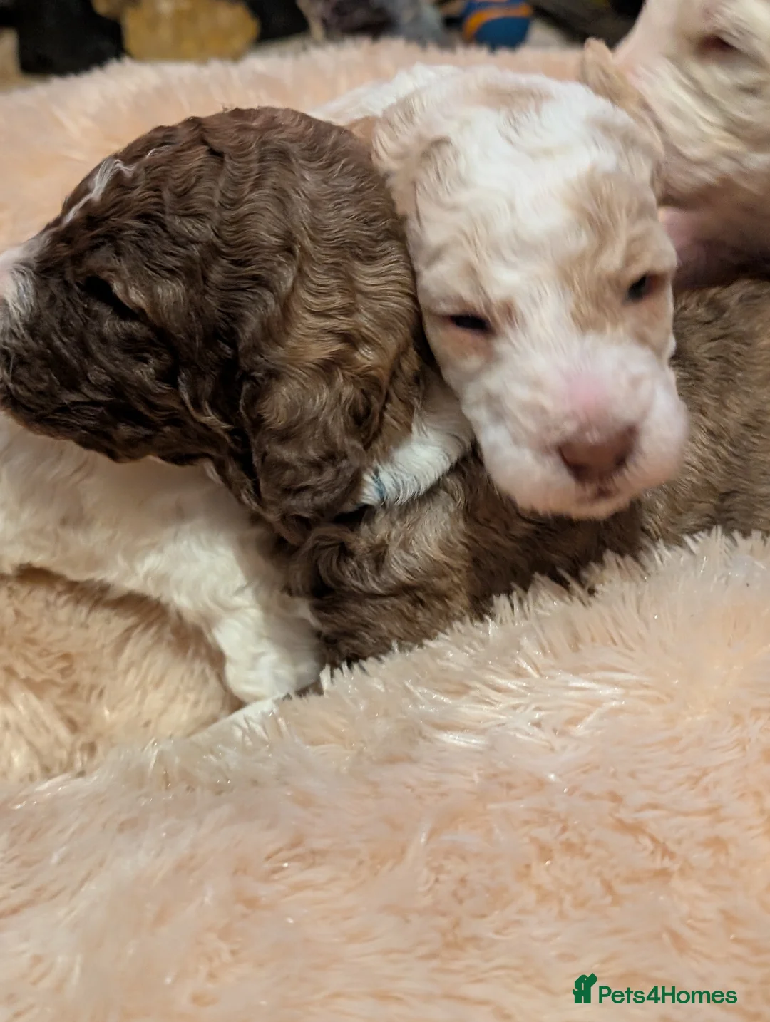 Poodle dogs for sale: Lovely Lads in Mansfield - Advert 11