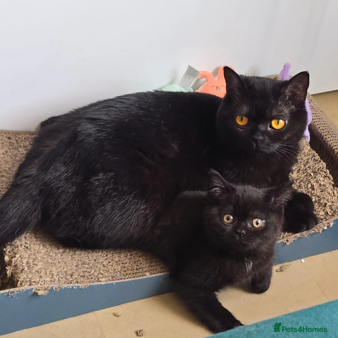 British Shorthair cats for sale: Beautiful BSH Boy! - Advert 2
