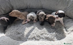 Miniature Poodle dogs for sale: Stunning Miniature poodles parti/merle - Image 1