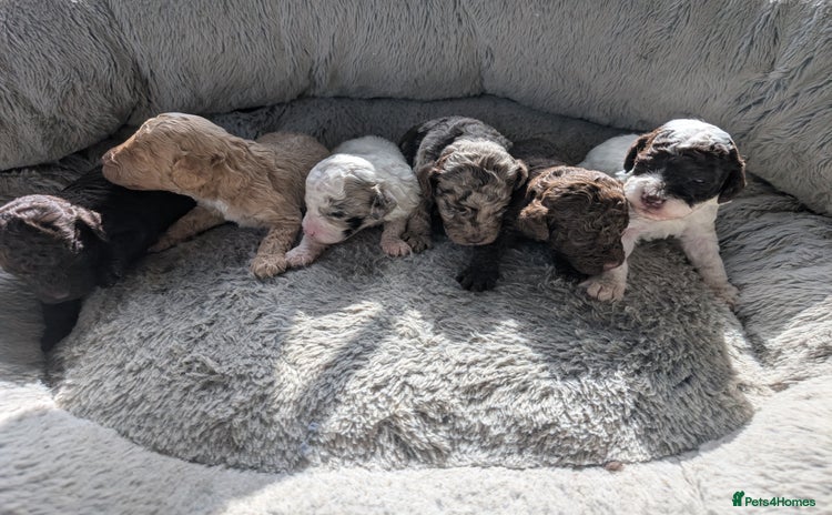 Miniature Poodle dogs - Advert 13