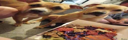 Mixed Breed dogs for sale: Cane corso cross staffy  - Advert 6