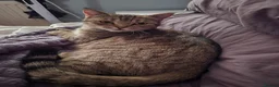 Mixed Breed cats for sale: Half bengal looking for a loving home  - Advert 2