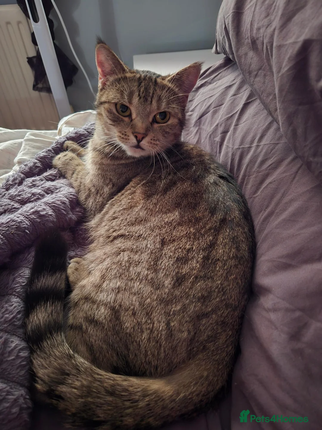 Mixed Breed cats for sale: Half bengal looking for a loving home  - Advert 2