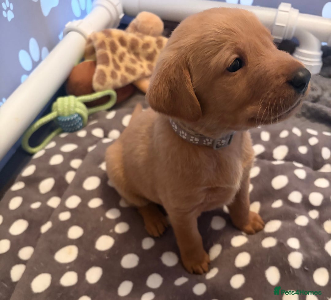 Labrador Retriever dogs for sale: Red fox Labrador puppies  - Advert 19