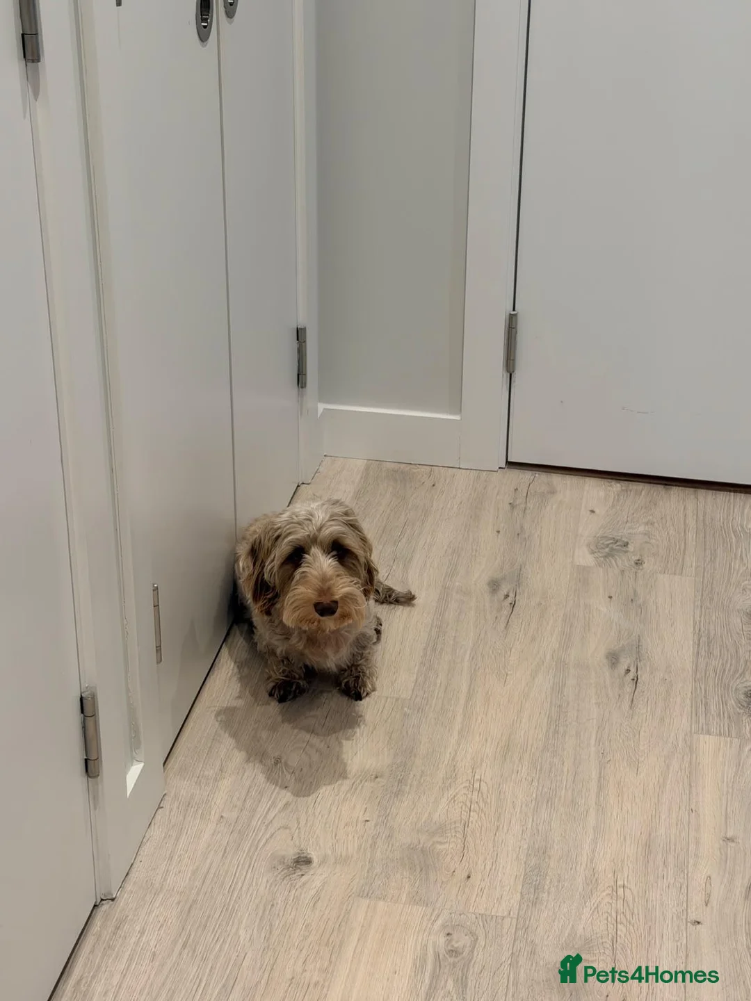 Dachshund dogs for sale: seeking a loving, experienced home in London - Advert 2