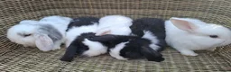 Mini Lop rabbits for sale: Bundles of fluff ready to be reserved  - Advert 4