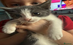 Domestic Shorthair cats for sale: 2 grey and white twin kittens  - Image 3